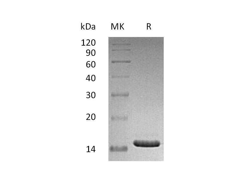 Recombinant Human CD40L