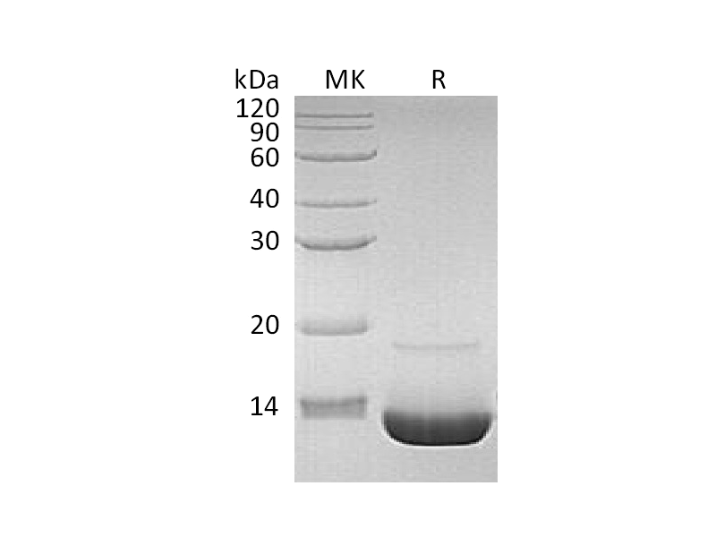 Recombinant Human C3a