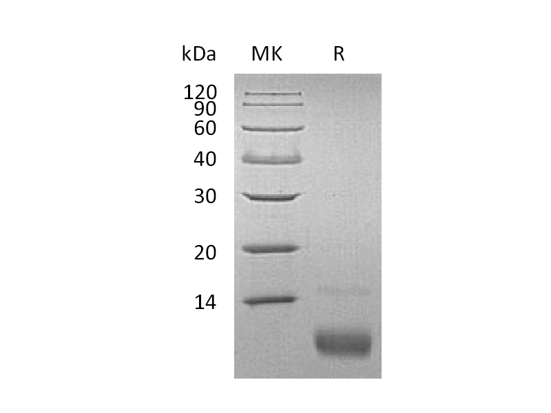 Recombinant Human CXCL12 (72AA)