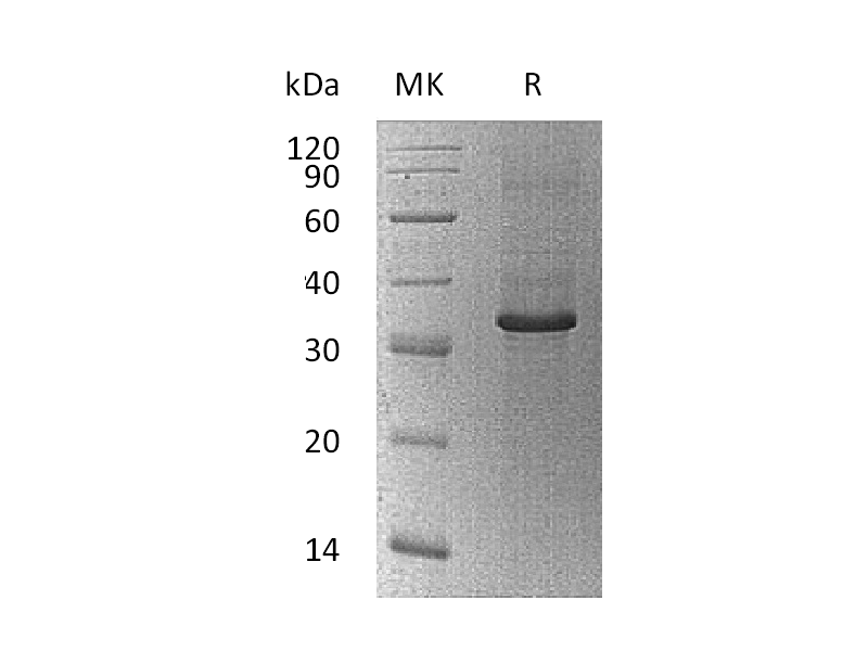 Recombinant Human PPIC (N-Trx-6His)