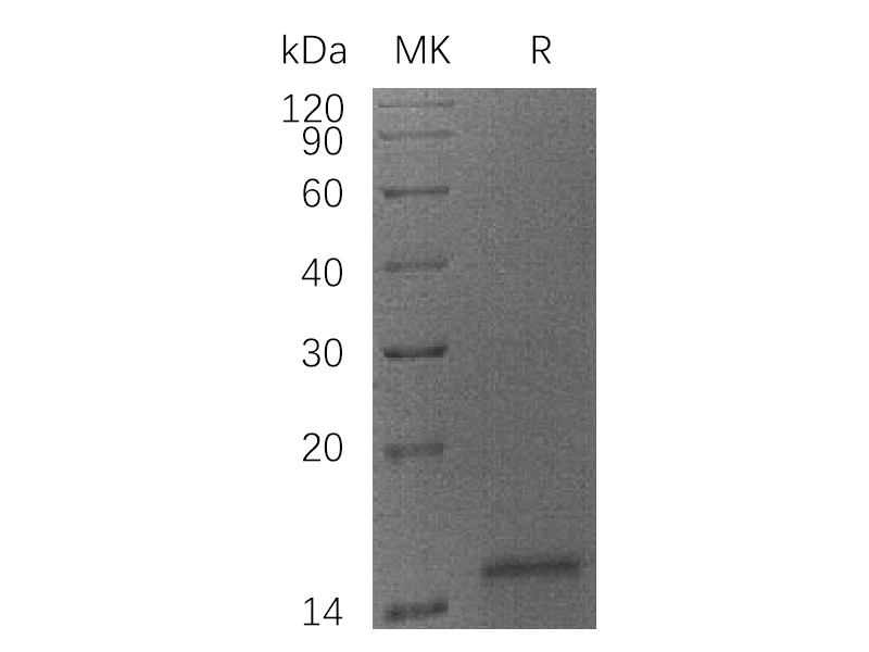Recombinant Human CYCS (C-6His)