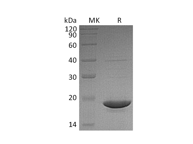 Recombinant Human dUTPase