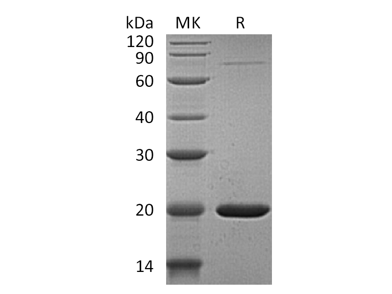 Recombinant Human GABARAPL1 (N-6His)