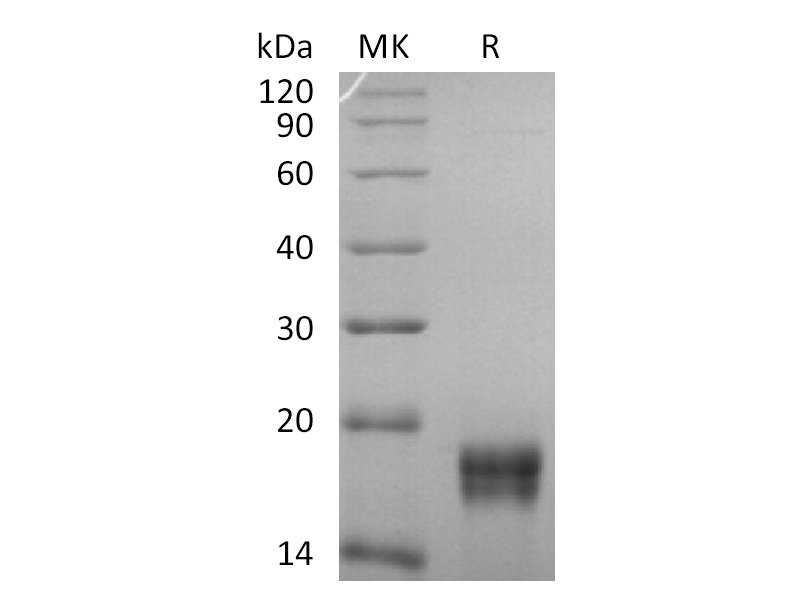 Recombinant Human GADD45B (N-6His)