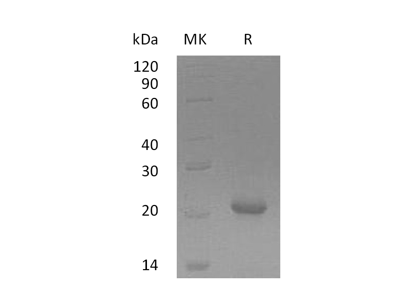 Recombinant Human GADD45G (N-6His)