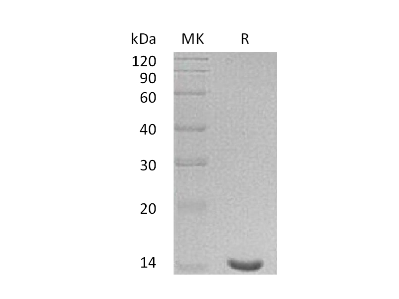Recombinant Human LGALS7