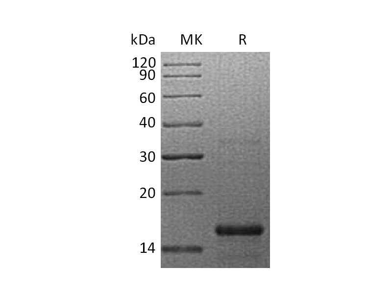 Recombinant Human GFER (N-6His)