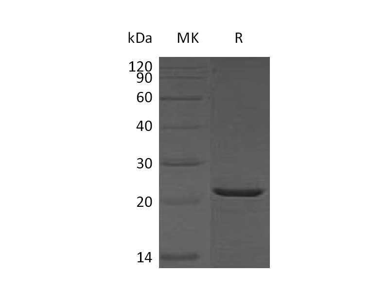 Recombinant Human HspB2 (C-6His)
