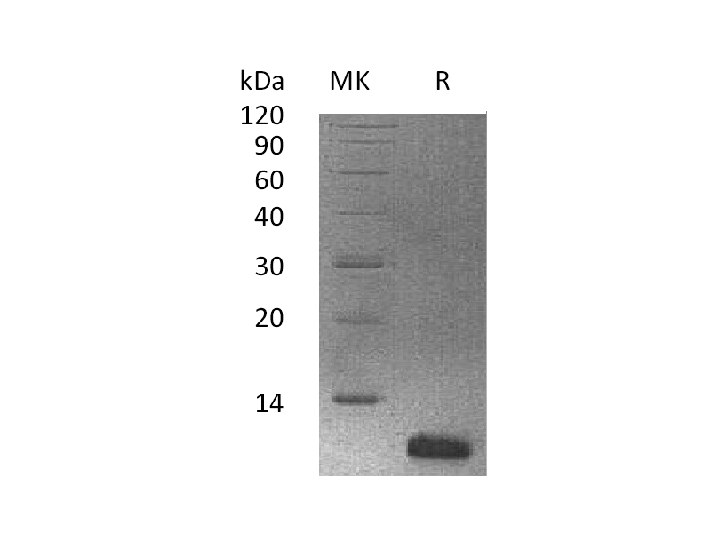 Recombinant Human HTN3