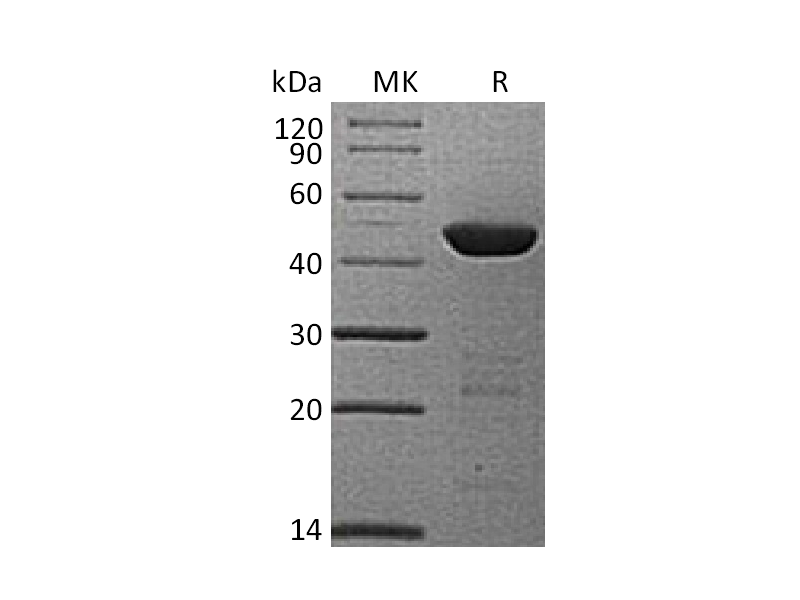 Recombinant Human 4HPPD (N-6His)