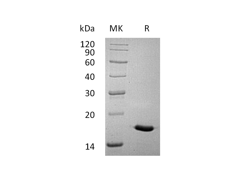 Recombinant Human IL-17A