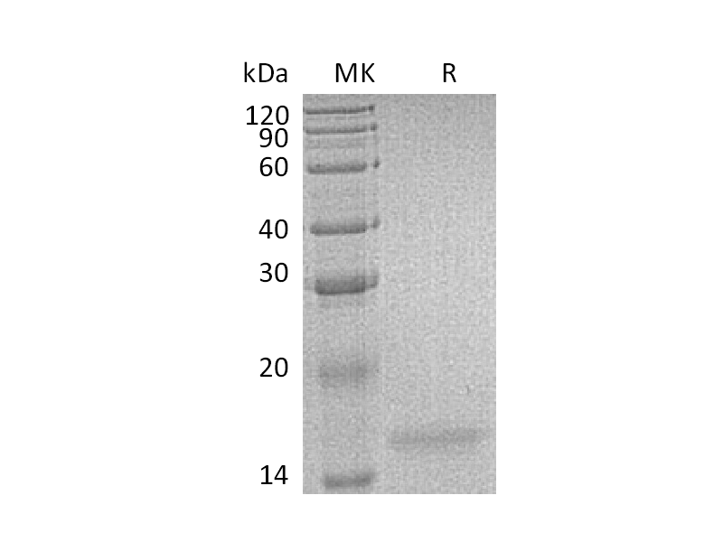 Recombinant Human IL-17F