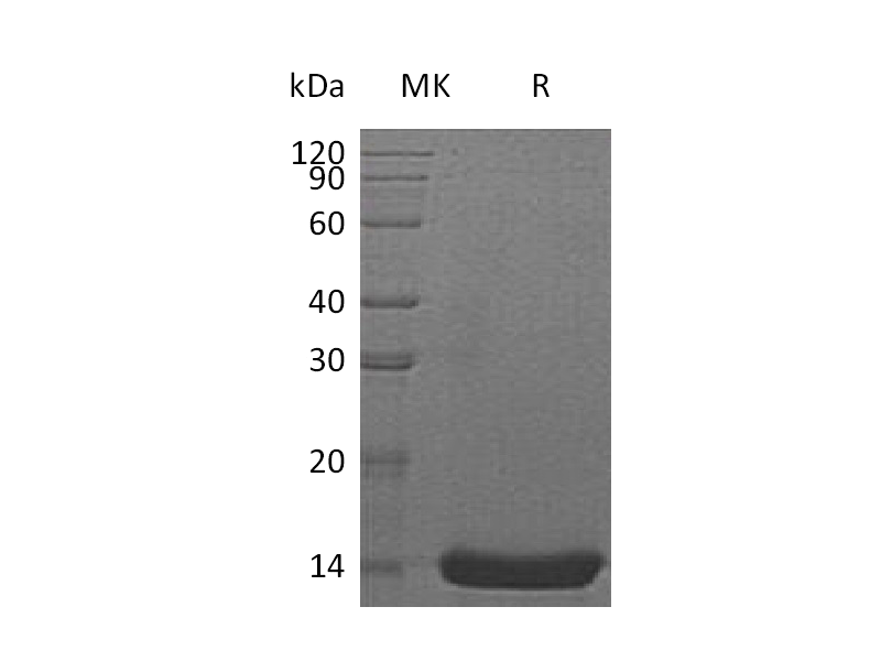 Recombinant Human IL-22  (E. Coli)