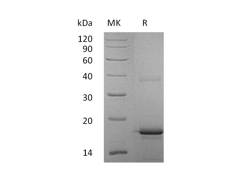 Recombinant Human IL-33