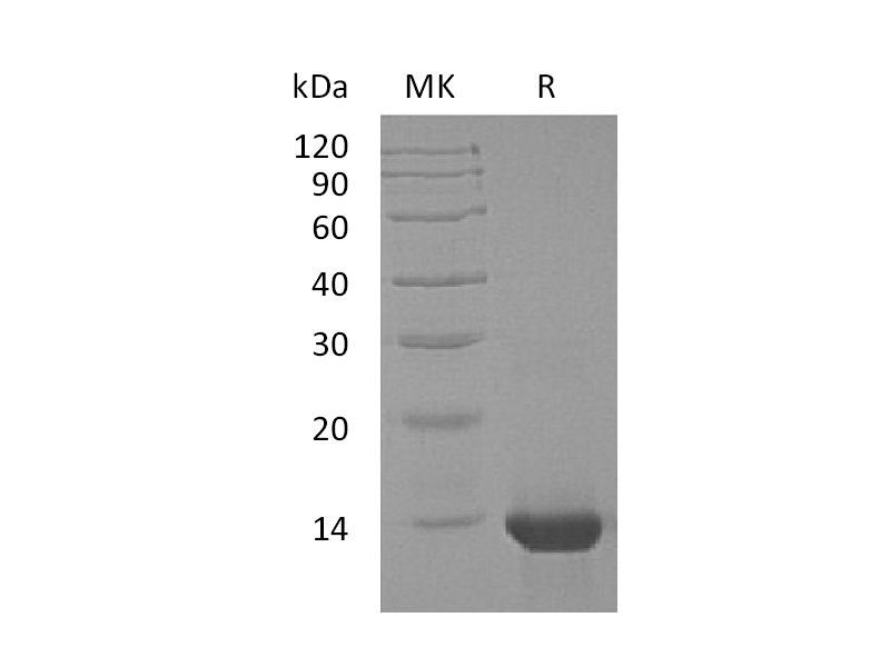 Recombinant Human IL-4 (E. coli)
