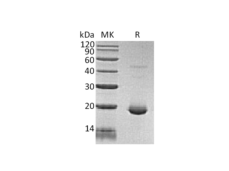 Recombinant Human IL-6