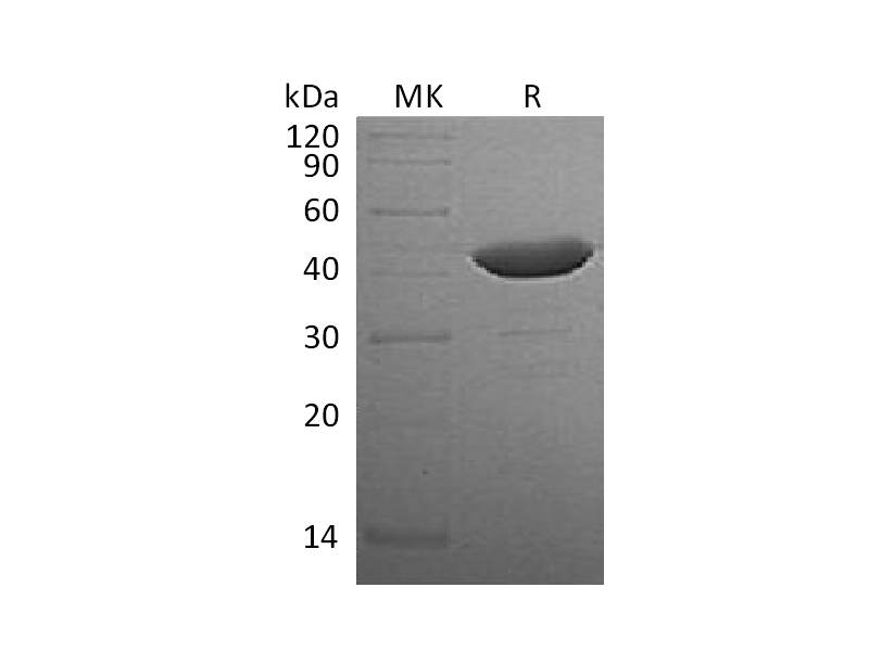 Recombinant Human IDO (N-6His)