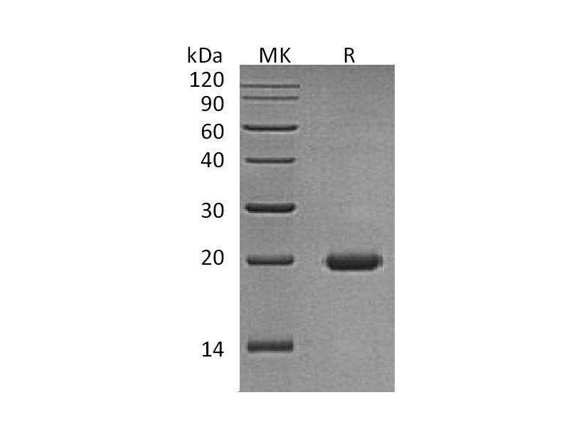 Recombinant Human IL-17D