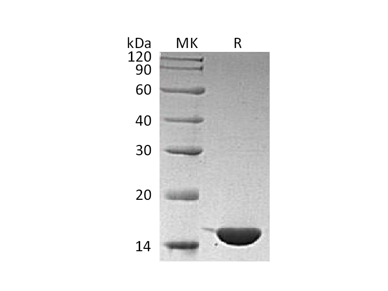 Recombinant Human IL-36g