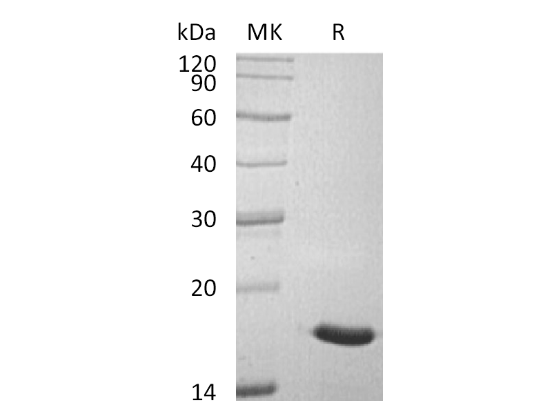 Recombinant Human LMW-PTP (C-6His)