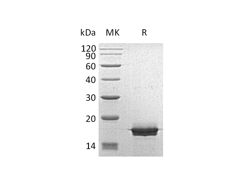 Recombinant Human MOG (C-6His)