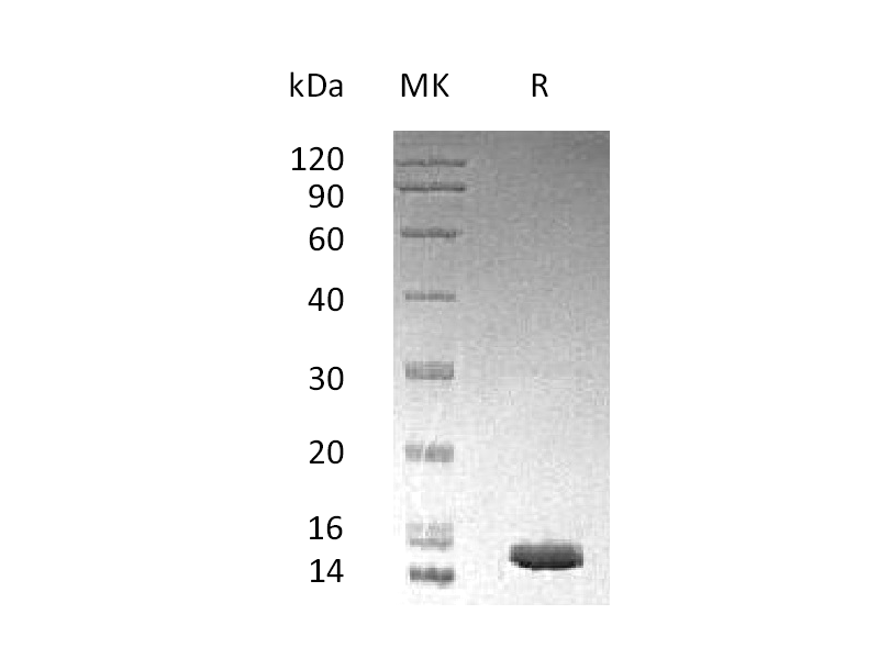 Recombinant Human Mp1 (N-6His)