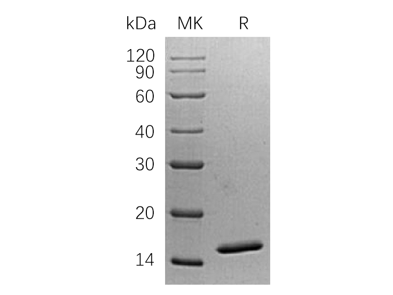 Recombinant Human NHP2L1 (N-6His)