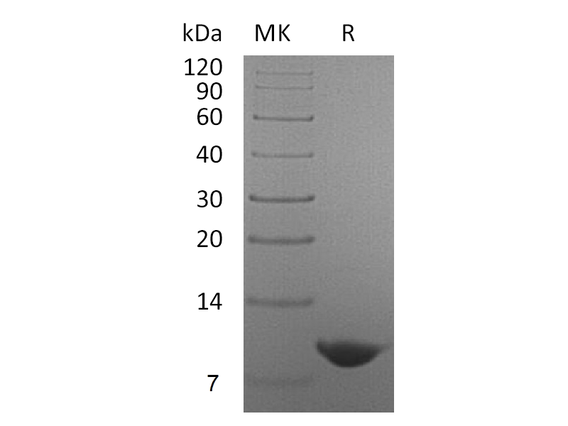 Recombinant Human Nucleobindin-2