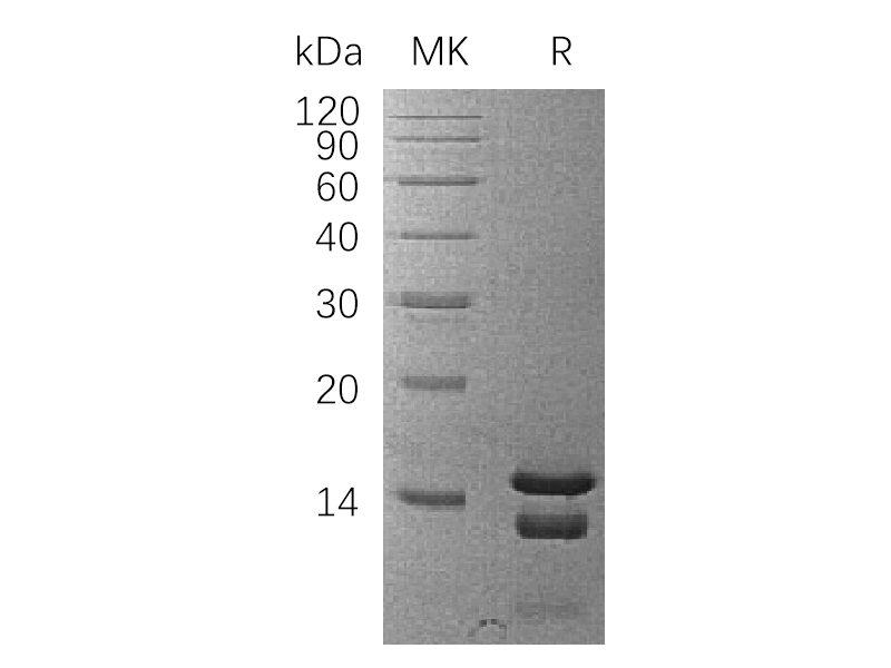 Recombinant Human PEA15