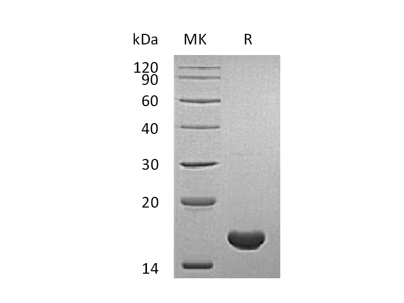 Recombinant Human CYPA