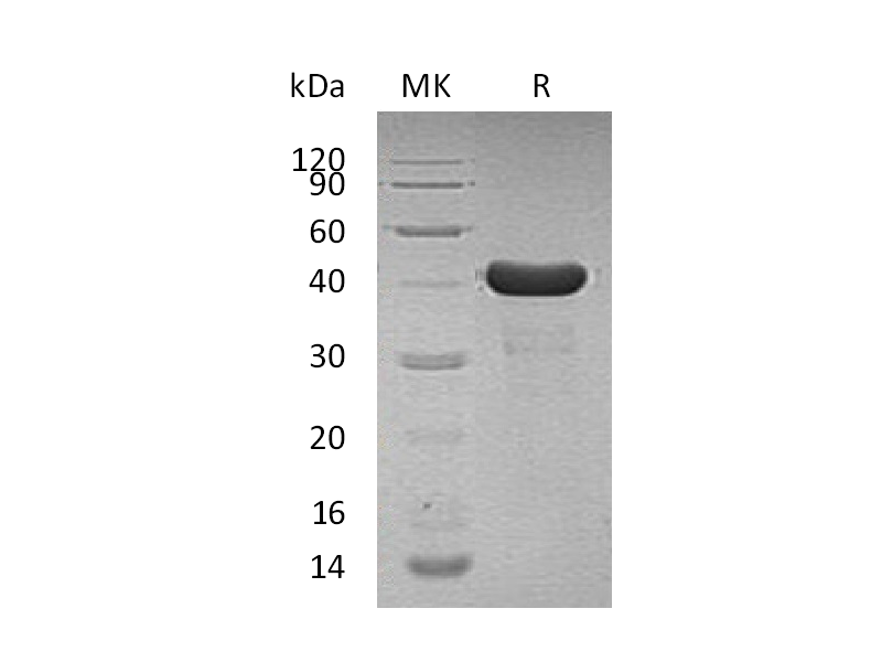 Recombinant Human PPID (N, C-6His)