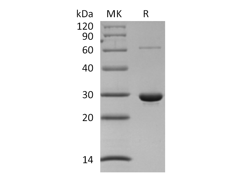 Recombinant Human PRDX4 (N-6His)