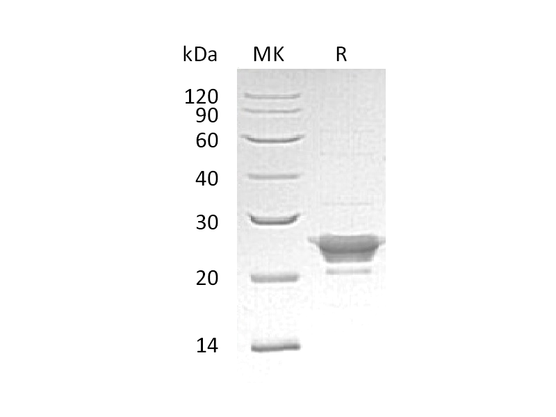 Recombinant Human PRDX3