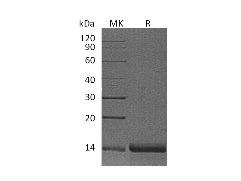 Recombinant Human PFN2