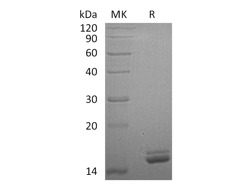 Recombinant Human CutA (C-6His)