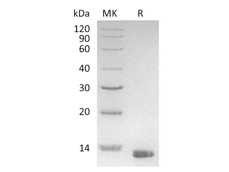 Recombinant Human S100A13