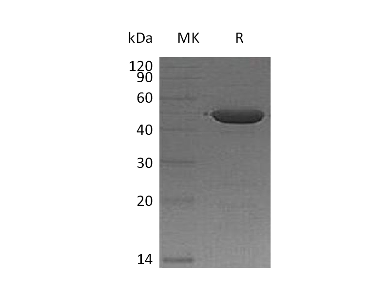 Recombinant Human IA2 (365AA,N-6His)