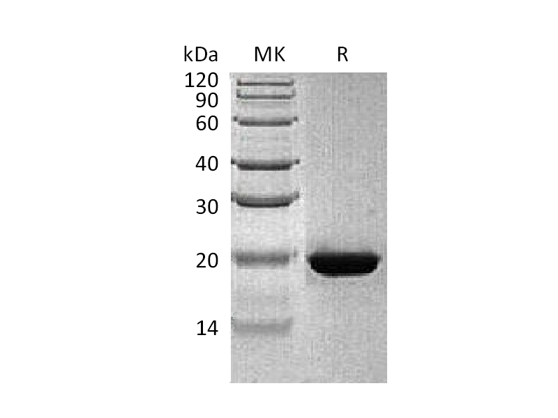 Recombinant Human RBP4