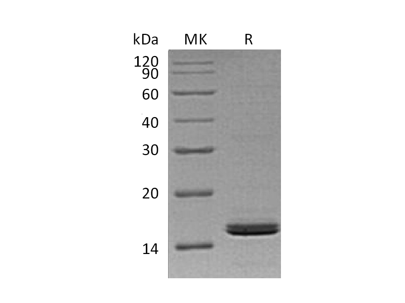 Recombinant Human RBP2