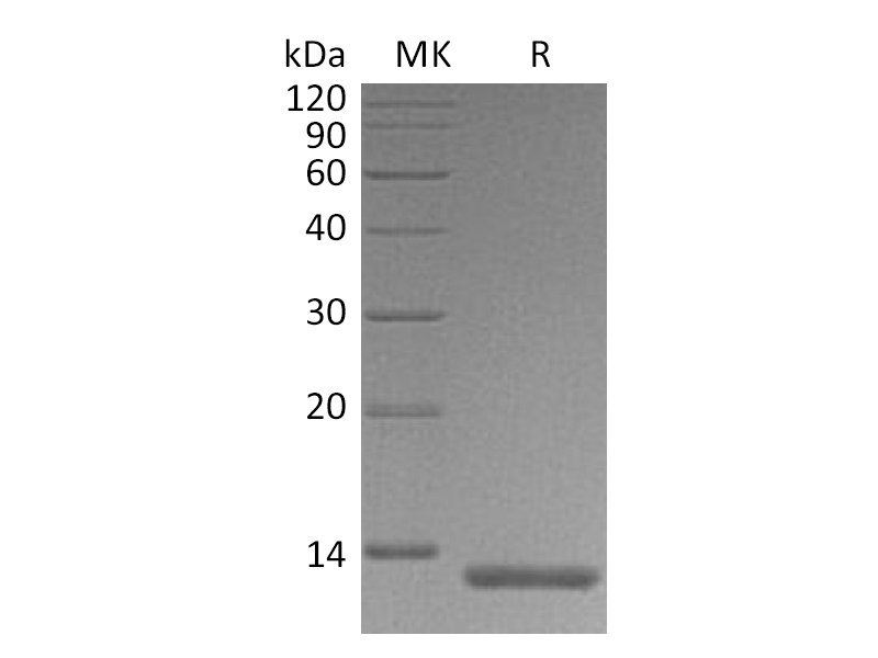 Recombinant Human S100A4 (C-6His)