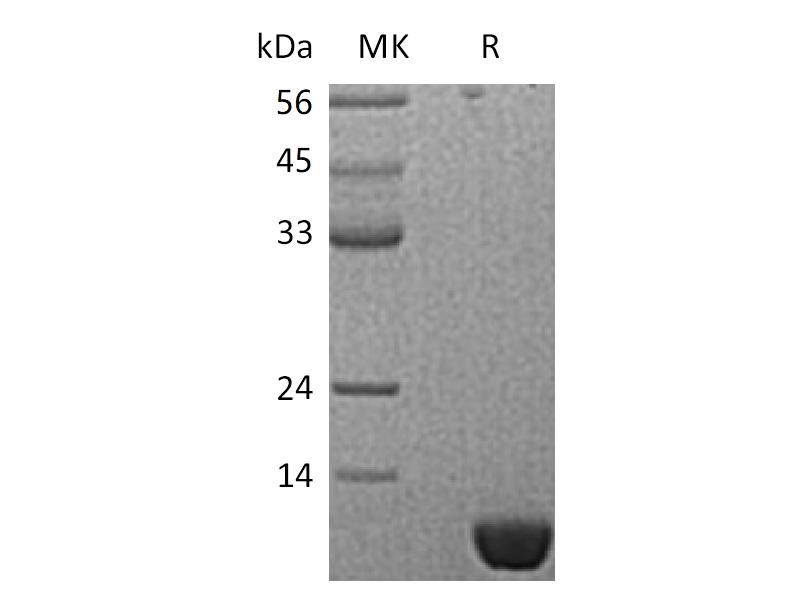 Recombinant Human S100P (N-6His)