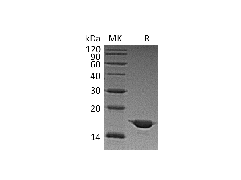 Recombinant Human SNCA
