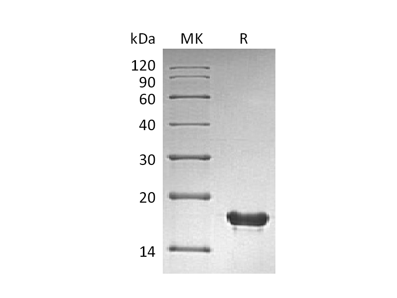 Recombinant Human SUMO2 (N-6His)