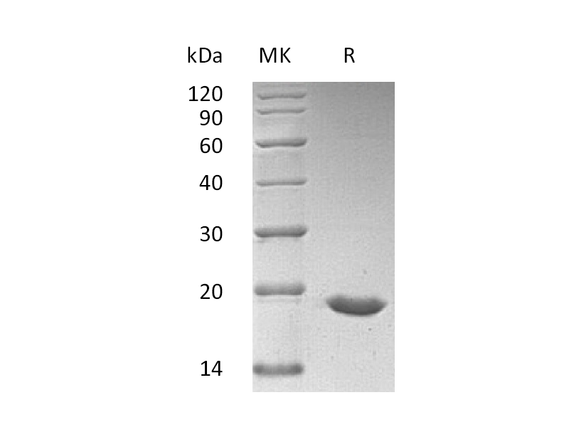 Recombinant Human SUMO3 (N-6His)