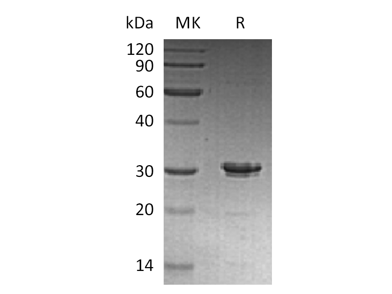 Recombinant Human STX6