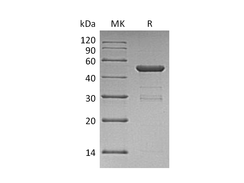 Recombinant Human UBE2H (N-GST)