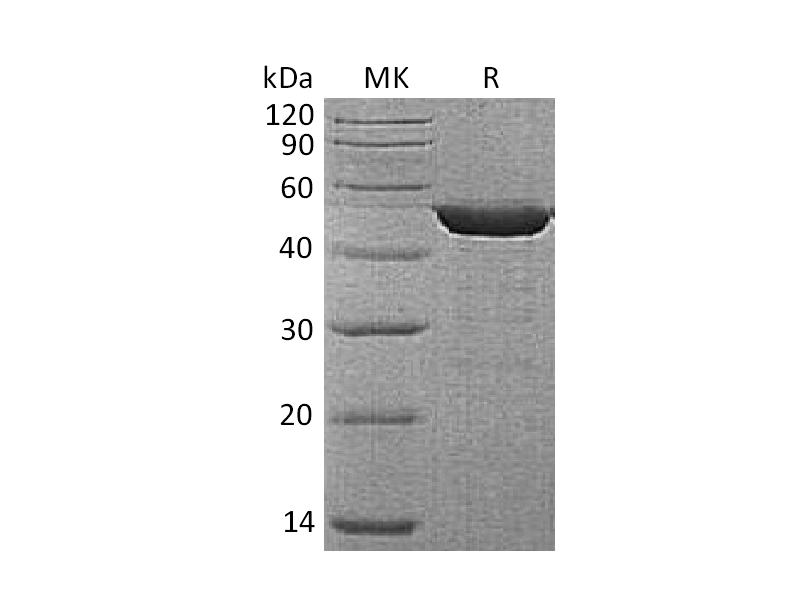 Recombinant Human ENO1 (C-6His)