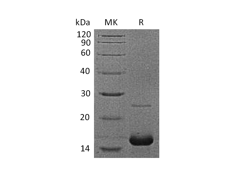 Recombinant Human Myoglobin (C-6His)