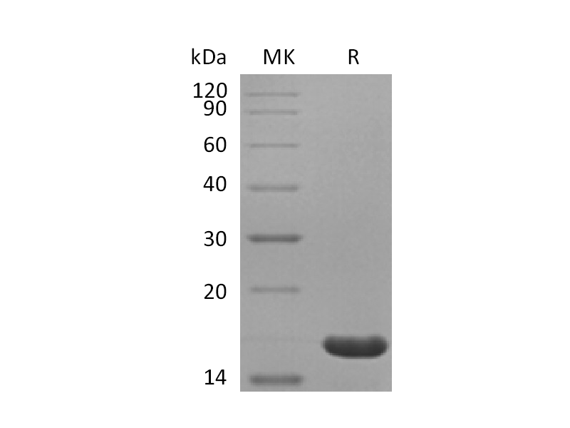 Recombinant Human IL-36 Beta (153AA)