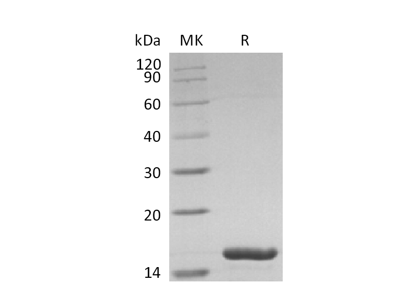 Recombinant Human IL-36 alpha
